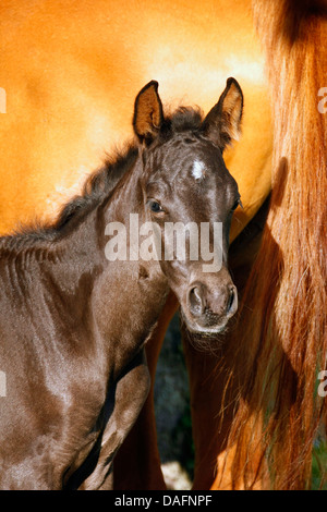 Wuerttemberger Baden-Wuerttemberger Wurttemberger,,, Baden-Wurttemberger (Equus przewalskii f. caballus), portrait à côté de sa mère, Allemagne Banque D'Images