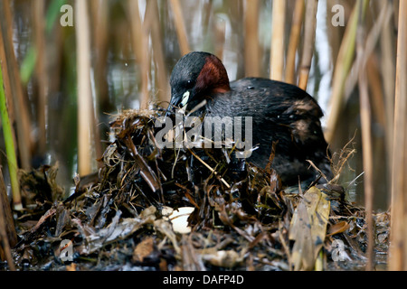 Podiceps ruficollis grèbe castagneux (Tachybaptus ruficollis), adultes, couvrant les oeufs, Allemagne, Rhénanie du Nord-Westphalie Banque D'Images