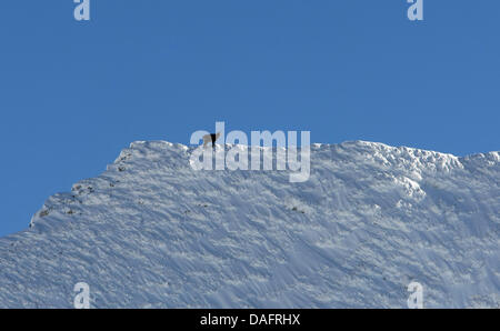 Un chamois est vue sur le sommet de la montagne près de Nebelhorn Oberstdorf, Allemagne, 11 décembre 2011. En raison du manque de neige les sports d'hiver saison démarre lentement dans la région de l'Allgaeu. Seulement quelques pistes de ski sont ouvertes. Photo : Karl Josef OPIM Banque D'Images