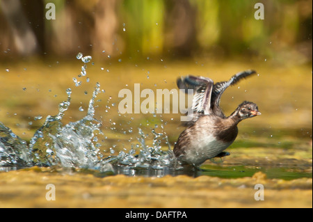 Podiceps ruficollis grèbe castagneux (Tachybaptus ruficollis), d'abord, essayant de voler d'un jeune, en Allemagne, en Rhénanie du Nord-Westphalie Banque D'Images