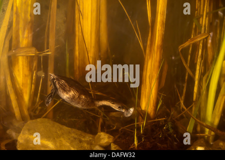 Grèbe castagneux (Podiceps ruficollis, Tachybaptus ruficollis), à la recherche de nourriture dans l'eau avec un poisson dans son bec, Allemagne, Rhénanie du Nord-Westphalie Banque D'Images