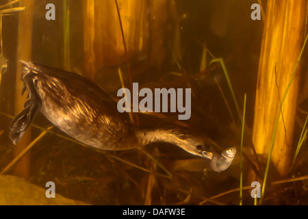 Grèbe castagneux (Podiceps ruficollis, Tachybaptus ruficollis), à la recherche de nourriture dans l'eau avec un poisson dans son bec, Allemagne, Rhénanie du Nord-Westphalie Banque D'Images