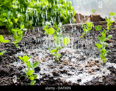 Mange-arrosage des plantes dans un polytunnel Banque D'Images