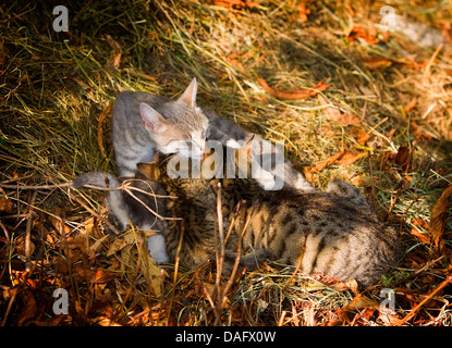 Chat domestique, le chat domestique (Felis silvestris catus). f, gris clair mère allaitant ses chatons, Allemagne Banque D'Images