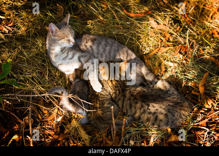 Chat domestique, le chat domestique (Felis silvestris catus). f, gris clair mère allaitant ses chatons, Allemagne Banque D'Images