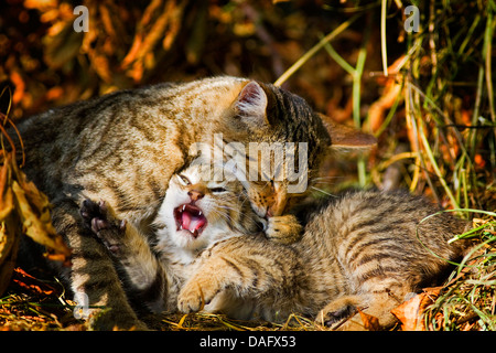 Chat domestique, le chat domestique (Felis silvestris catus) f., deux rayures marron sibblings , Allemagne Banque D'Images