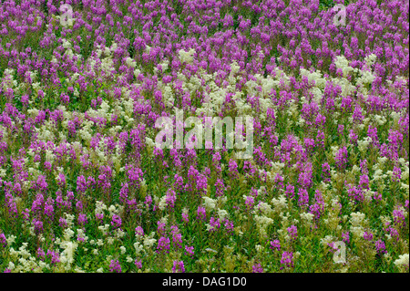 L'épilobe, blooming sally, rosebay willow-herb, grand willow-herb (Epilobium angustifolium, Chamaenerion angustifolium), saule en fleurs-herbes avec reine des prés, la Norvège Banque D'Images