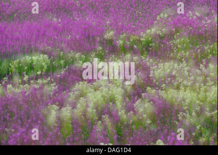 L'épilobe, blooming sally, rosebay willow-herb, grand willow-herb (Epilobium angustifolium, Chamaenerion angustifolium), saule en fleurs-herbes avec reine des prés, la Norvège Banque D'Images