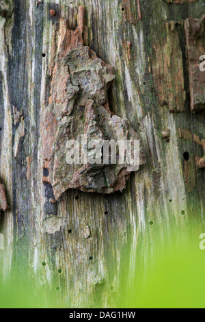 Visage sur un tronc d'arbre Banque D'Images