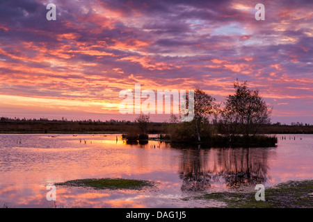 Lever de soleil sur l'renaturated Goldenstedter Moor, ALLEMAGNE, Basse-Saxe Banque D'Images