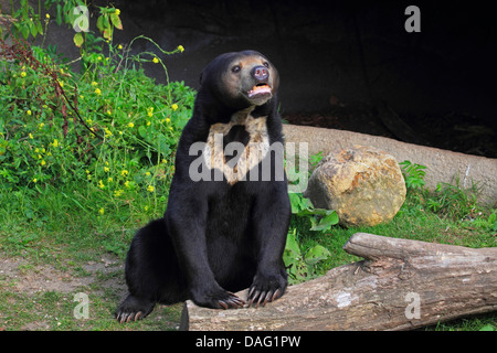 Ours, ours malais (Helarctos malayanus, Ursus malayanus), appuyé sur un tronc d'arbre Banque D'Images