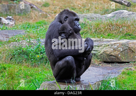 Gorille (Gorilla gorilla gorilla), assis sur un rocher dans une prairie avec un enfant dans les bras Banque D'Images