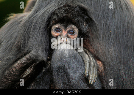 Singe araignée à tête brune (Ateles fusciceps), portrait d'un mineur se blottit à la mère Banque D'Images