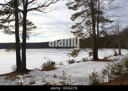 Lac gelé & Arbres Banque D'Images