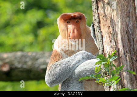 Proboscis Monkey (Nasalis larvatus), homme assis sur un arbre Banque D'Images