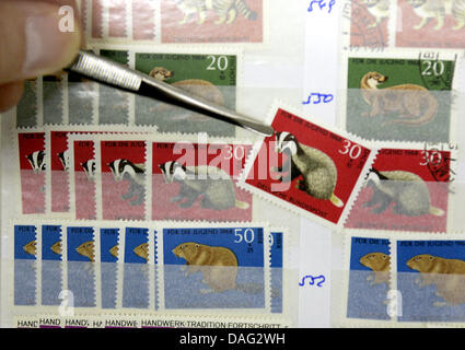 (Afp) un fichier photo datée du 05 mai 2007 montre une main tenant un timbre avec une pincette à Essen, Allemagne. Les jeunes sont moins iterested dans la collecte de timbres. Photo : Roland Weihrauch Banque D'Images