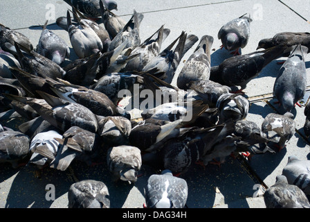 Groupe de pigeons sur le pavé d'évacuation Banque D'Images