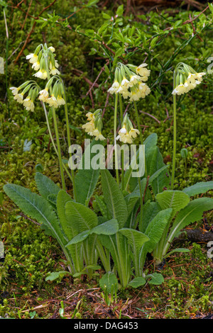 Vrai oxlip (Primula elatior), la floraison, l'Italie, le Tyrol du Sud, Naturpark Fanes Banque D'Images