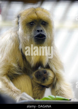 Singe hurleur noir femelle Ipanema porte son bébé dans le zoo de Berlin, Allemagne, 18 mars 2011. Le bébé est né le 02 mars 2011. Photo : SOEREN STACHE Banque D'Images