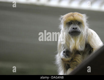 Singe hurleur noir femelle Ipanema porte son bébé dans le zoo de Berlin, Allemagne, 18 mars 2011. Le bébé est né le 02 mars 2011. Photo : SOEREN STACHE Banque D'Images