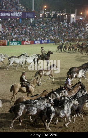 Gauchos et chevaux pendant la finale du Festival Nacional de Doma y Folclore à Jésus Maria, province de Cordoba, Argentine Banque D'Images