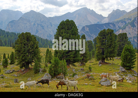 La chèvre domestique (Capra hircus, Capra aegagrus f. hircus), les chèvres en paysage de montagne, l'Italie, le Tyrol du Sud, Dolomiten , Parc National de Fanes Banque D'Images