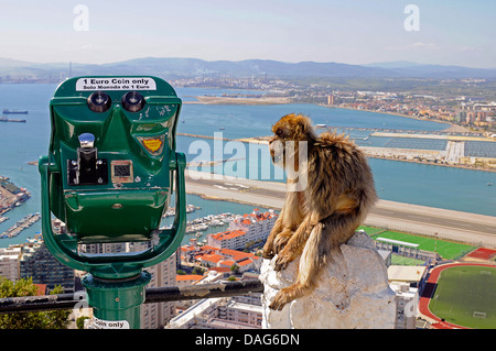 Singes de barbarie, barbary macaque (Macaca sylvanus), assis sur la rambarde du belvédère à côté d'une pièce de télescope sur le rocher de Gibraltar, Gibraltar Banque D'Images