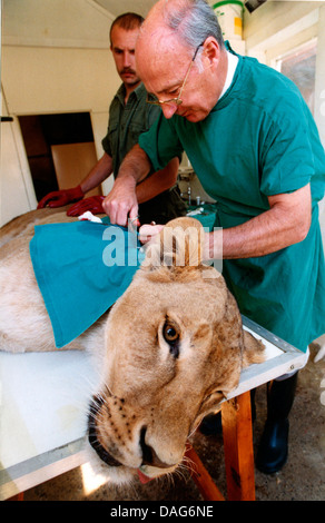 Lion (Panthera leo), lionne d'obtenir un contrôle de la santé et des dents d'un examen sous sédation, Royaume-Uni, Angleterre Banque D'Images