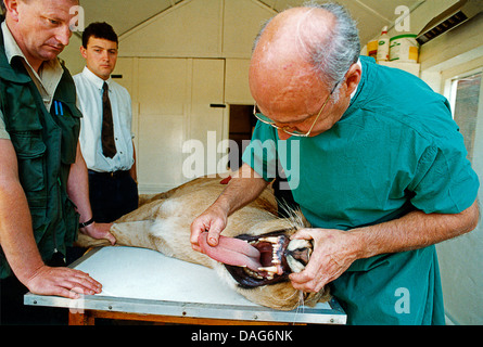 Lion (Panthera leo), lionne d'obtenir un contrôle de la santé et des dents d'un examen sous sédation, Royaume-Uni, Angleterre Banque D'Images
