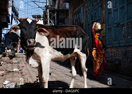 Vache dans les rues de Jodhpur, Rajasthan, India Banque D'Images