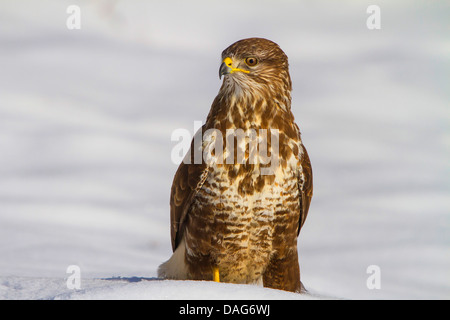 Eurasian buzzard (Buteo buteo), sitting in snow, Suisse, Sankt Gallen Banque D'Images