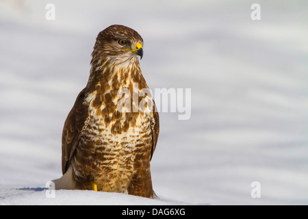 Eurasian buzzard (Buteo buteo), sitting in snow, Suisse, Sankt Gallen Banque D'Images