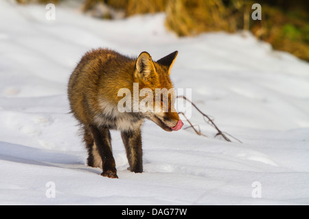 Le renard roux (Vulpes vulpes), marcher dans la neige et lécher le museau, Suisse, Sankt Gallen Banque D'Images