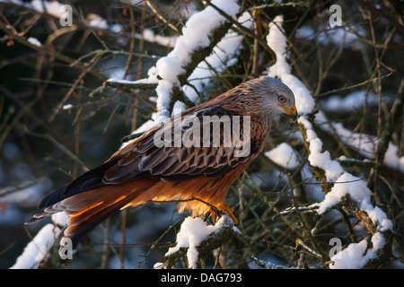 Le milan royal (Milvus milvus), assis sur une branche couverte de neige, Suisse, Sankt Gallen Banque D'Images