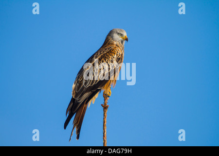 Le milan royal (Milvus milvus), assis sur le sommet d'un épicéa, Suisse, Sankt Gallen Banque D'Images