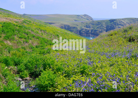 Bluebell atlantique (Hyacinthoides non-scripta, Endymion non-scriptus, Scilla non-scripta), Vue Panoramique de Skomer island au large de la côte du Pembrokeshire, Pays de Galles, Royaume-Uni. L'île est célèbre pour ses oiseaux et fleurs et est une réserve naturelle, ici en mai la sont des tapis de jacinthes et des milliers de macareux la nidification. Les touristes sont admis sur l'isla, Royaume-Uni, pays de Galles, Pembrokeshire Banque D'Images