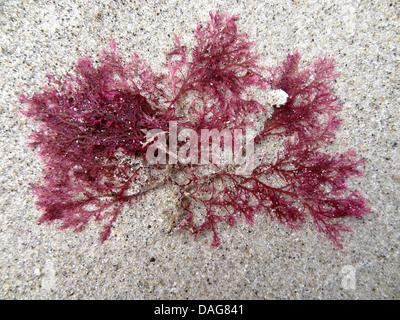 Algue rouge (Antithamnion plumula), l'algue rouge sur la plage de sable fin, l'Allemagne, Schleswig-Holstein, Helgoland Banque D'Images