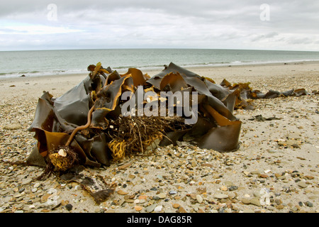 La courroie de la mer, du sucre (Saccharina latissima, Varech Laminaria saccharina), varech sur la plage de sucre, de l'Allemagne, Schleswig-Holstein, Helgoland Banque D'Images