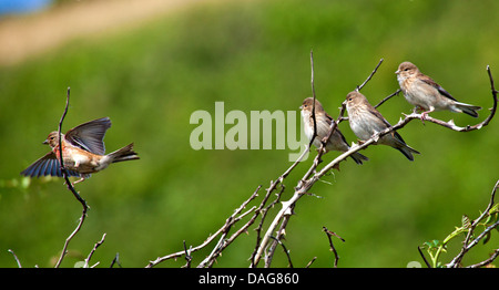 (Carduelis cannabina linnet, Acanthis cannabina), assis dans un briar avec l'envol, l'Allemagne, Schleswig-Holstein, Helgoland Banque D'Images