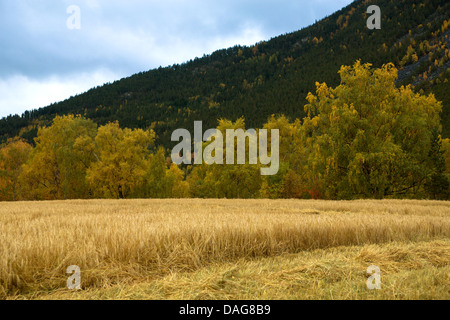 Champ de maïs mûr dans le Gudbrandsdalen, Norvège, Oppland, Nord-Sel Banque D'Images