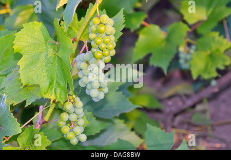 Trois grappe de raisins sur la vigne Banque D'Images