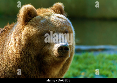 L'ours brun du Kamtchatka, l'ours brun (Ursus arctos beringianus), portrait, Allemagne Banque D'Images