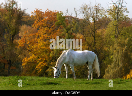 Cheval domestique (Equus caballus przewalskii. f), white horse sur le paddock en automne, l'Allemagne, Hambourg, Duvenstedter Brook Banque D'Images