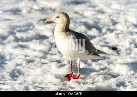 Goéland à ailes grises (Larus glaucescens), debout dans la neige, USA, Alaska Chilkat Bald Eagle Preserve, Banque D'Images