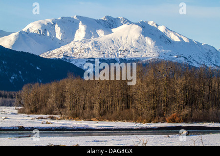 American Bald Eagle (Haliaeetus leucocephalus), haunt en hiver, USA, Alaska Chilkat Bald Eagle Preserve, Banque D'Images