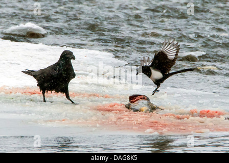 Grand corbeau (Corvus corax), Raven et Magpie à saumons morts sur le pâturage, USA, Alaska Chilkat Bald Eagle Preserve, Banque D'Images