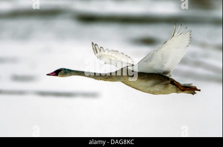 Cygne trompette (Cygnus buccinator), en vol, USA, Alaska Chilkat Bald Eagle Preserve, Banque D'Images