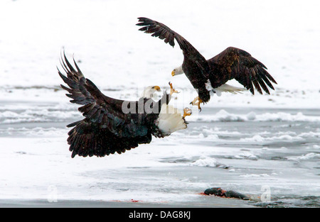 American Bald Eagle (Haliaeetus leucocephalus), deux américaines, le pygargue à tête blanche en conflit pour le saumon, USA, Alaska Chilkat Bald Eagle Preserve, Banque D'Images