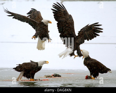 American Bald Eagle (Haliaeetus leucocephalus) pygargue à tête blanche d'Amérique, quatre en conflit pour le saumon, USA, Alaska Chilkat Bald Eagle Preserve, Banque D'Images