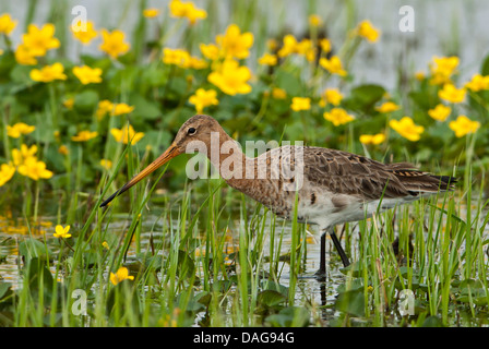 Barge à queue noire (Limosa limosa), pataugeant dans l'eau peu profonde avec blooming kingcups, ALLEMAGNE, Basse-Saxe, Duemmersee Banque D'Images